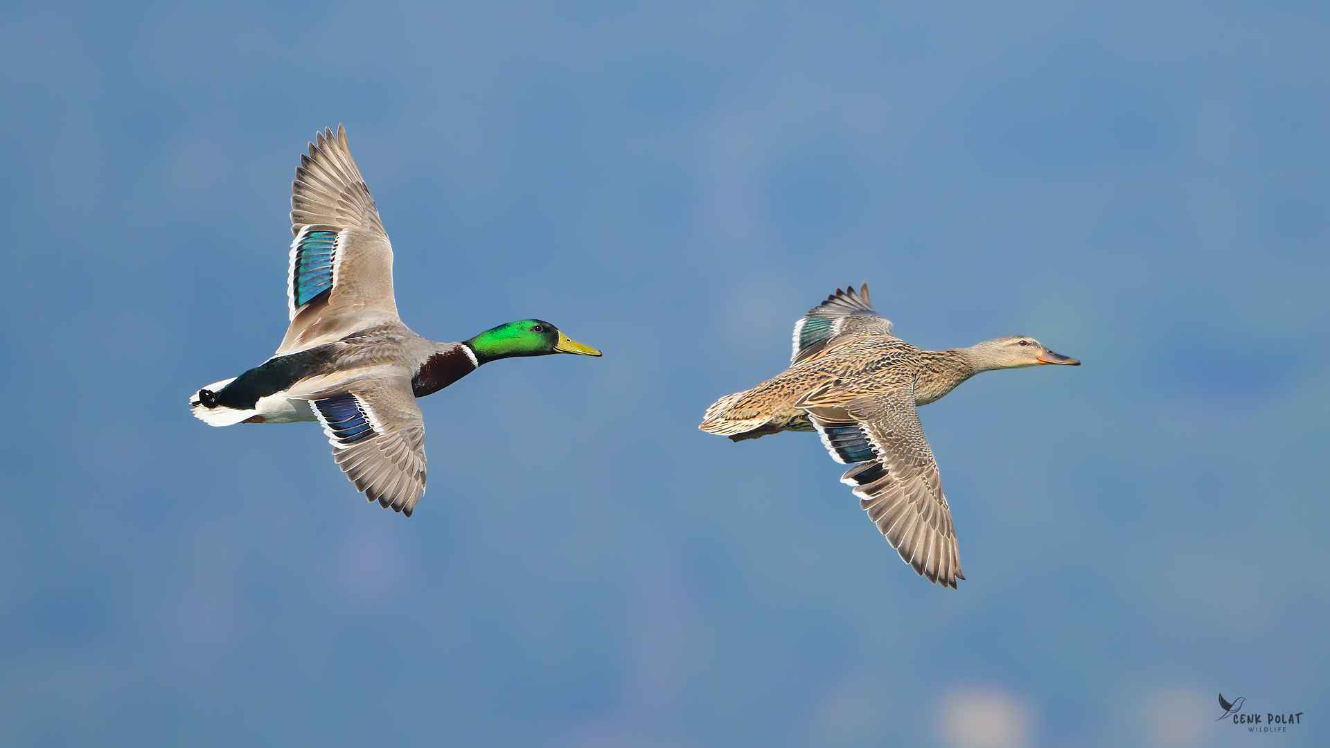 Mallard